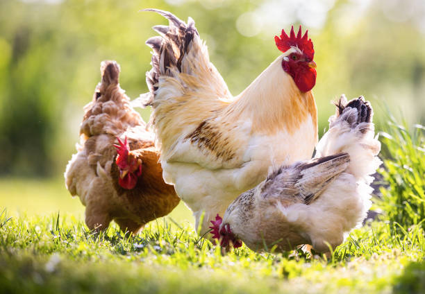 istock Chicken and white rooster standing on a green grass. 1489142065