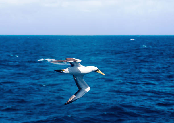 nazca booby, sula granti voa lindamente contra o pano de fundo do oceano. - gannet - fotografias e filmes do acervo