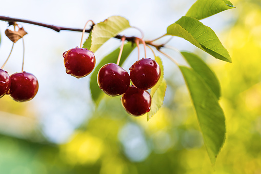 Closeup of sour cherries on cherry tree.