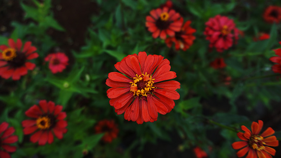 Red zinnia flowers blomming in the morning, shot with a high angel view.