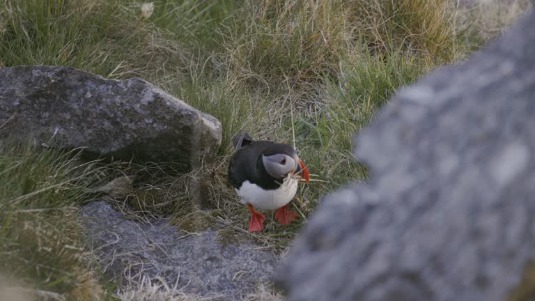 Atlantic Puffin on the Cliff during Sunset in Norway