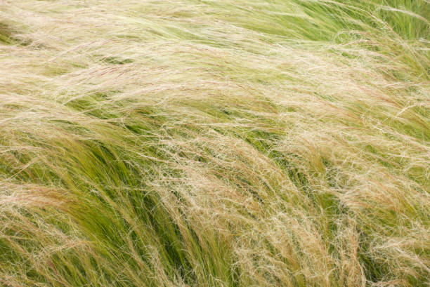 istock Blades of grass 1489147181