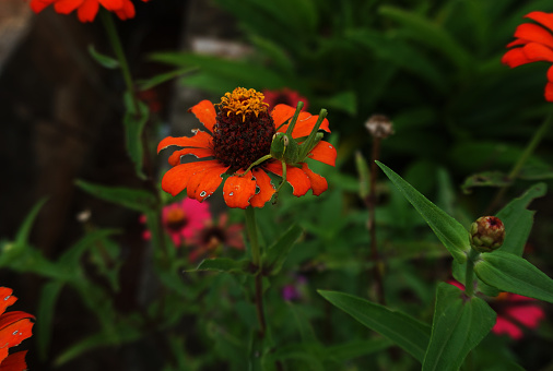 The locust eats the zinnia flower petals which look hollow in the morning.