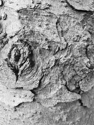 Macro shot of delaminating tree bark