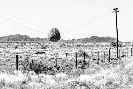A communal bird nest hanging on telephone wires after the telephone in the. Northern Cape Province of South Africa. Monochrome