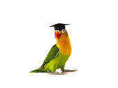 lovebird parrot in academic cap isolated on white background