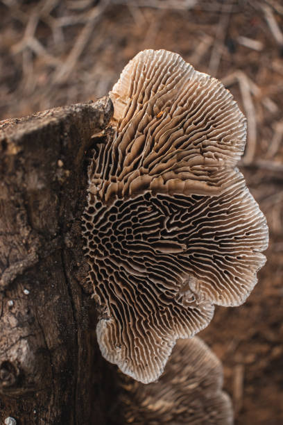 istock Mushroom on a stump in the forest 1489150849