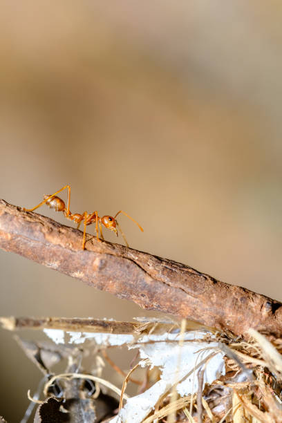 istock Red ants in the tropical forest 1489151002