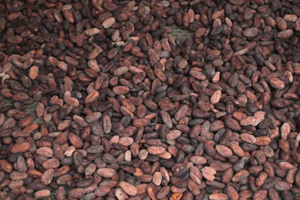 istock Cocoa seeds in Guadeloupe 1489151743