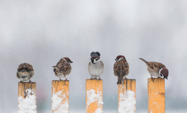 istock flock of sparrows sitting on a fence during a snowfall in a warm hat 1489151799