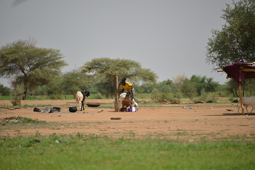In northern Burkina in the Sahel, animals drink from water reservoirs during the winter season.