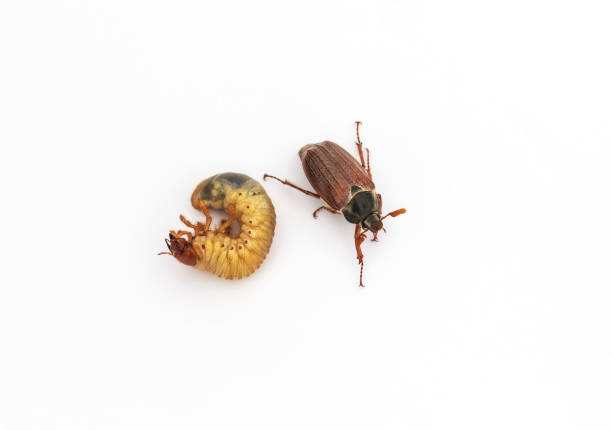istock fat larva and a may beetle lie on a white isolated background 1489152520