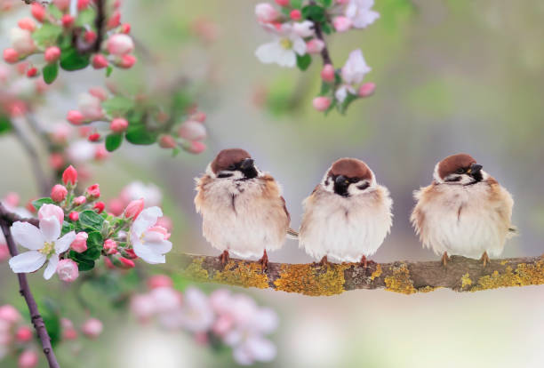 istock three funny chubby sparrows are sitting in a sunny spring garden on an apple tree branch with pink flowers 1489152875