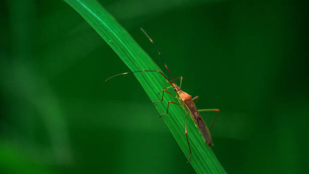 istock Locusts are crawling on the rice leaves 1489153242