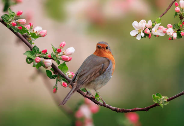 istock a robin bird is sitting in a sunny spring garden on a branch of an apple tree with pink flowers 1489153473