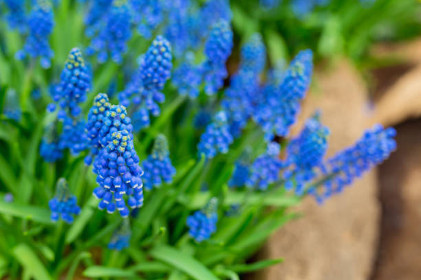 istock Closeup of blooming grape hiacynth 1489153500