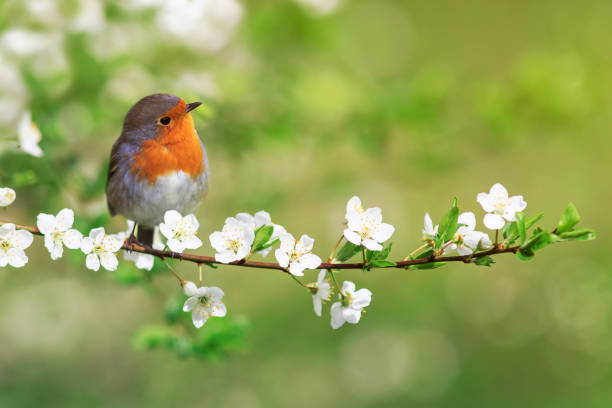 晴れた春の日に白い花を持つ桜の枝に座っているバードロビン - flower tree white apple tree ストックフォトと画像