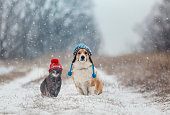fluffy friends dog and cat are sitting in a winter park in warm knitted hats during a snowfall