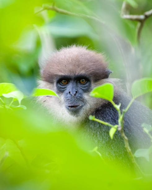 der gesichtsausdruck des lilagesichtigen langurenaffen wurde durch die blätter hindurch fotografiert. - sri lanka langur animals in the wild endangered species stock-fotos und bilder