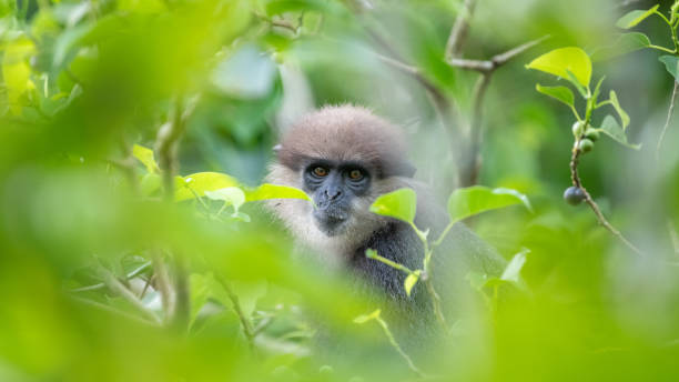 expressão facial do macaco langur de cara roxa, escondido na árvore, emoldurado pelas folhas verdes. - sri lanka langur animals in the wild endangered species - fotografias e filmes do acervo