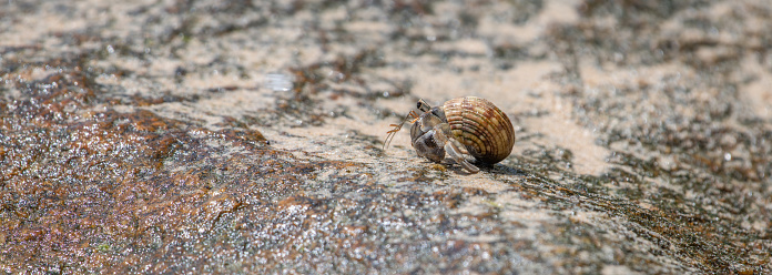 Small hermit crab crawling on a rock surface on the beach.