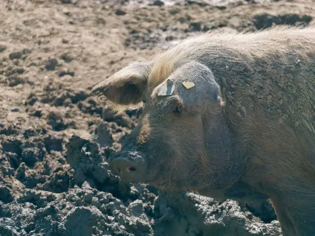 A close-up of a Turopolje pig in the mud. Lonjsko Polje Nature Park, Croatia.