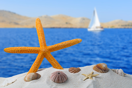 orange starfish with ocean, on white sand beach, sky and seascape, shallow dof