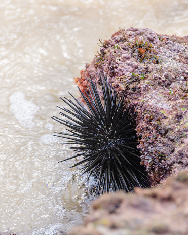 Black sea urchin in the coral rocks close-up shot.