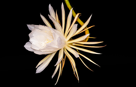 Queen of the night flower blooming in the night, beautiful elegant white flower isolated against black background,