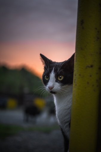 A black and white cat is gazing contemplatively at behind a post during a sunset.