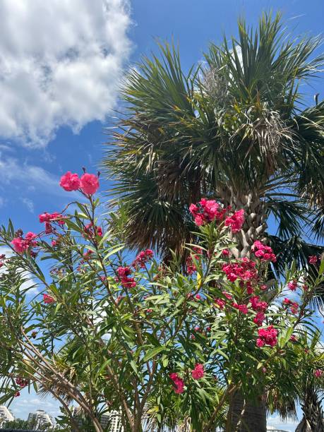 Florida palm tree and flowers