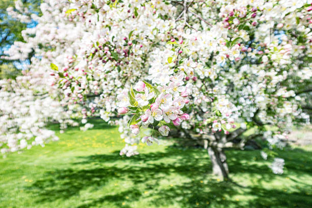 An early spring bright sunny and shade dappled suburban back yard close-up of lush crab apple tree bee and insect wildlife-attracting white and yellow flowering crab apple blossoms.