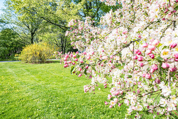 Mixture of Crab Apple Tree White Blossoms and Pink Buds About to Pop A sunny, bright suburban back yard early spring mixture of pink crab apple tree flower buds and lush, already open bunches of bee and insect wildlife-welcoming white and yellow flowering crab apple blossoms. forsythia garden stock pictures, royalty-free photos & images