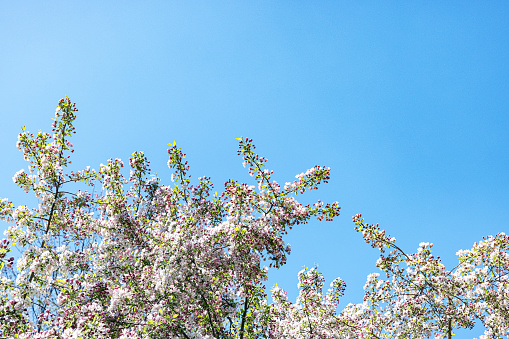 Fresh pink flowers of a blossoming apple tree with blured background. Blossoming an apple-tree. Pink flowers, Close-up.