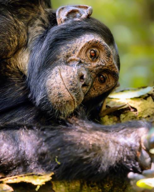 istock Close up of a small monkey resting on a tree branch 1489160045