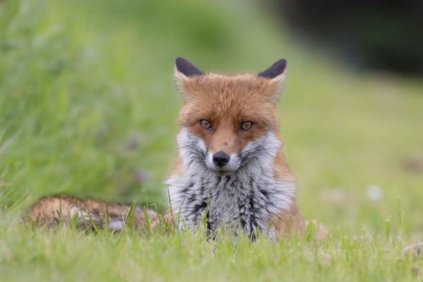 istock Close up of a red fox perched in a grassy meadow 1489160048