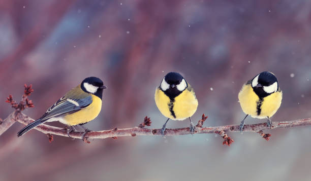 istock three chickadee birds are sitting on a branch in the park 1489160058