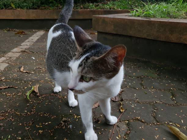 istock Black and white fluffy cat looking for food 1489160229