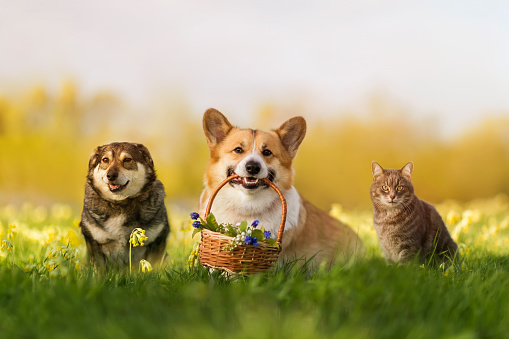 cute friends a cat and two dogs with a basket of flowers are sitting on a sunny spring meadow