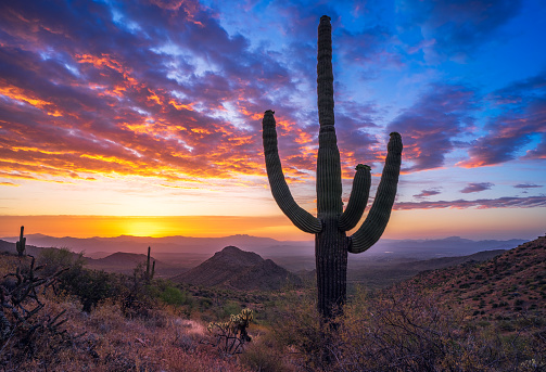Saguaro cactus and Sonoran Desert landscape during an epic sunrise near Bell Pass in The McDowell Mountains