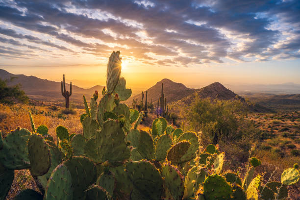 istock Sunrise shine through prickly pear cactus 1489161422