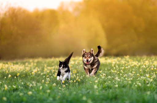 a cat and a dog run merrily through the grass with flowers in a sunny spring meadow