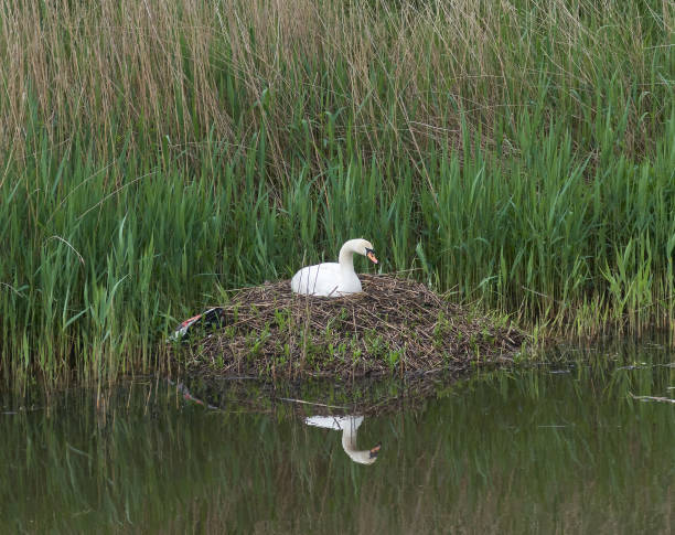 Canal and a nest with a mute swan sitting on eggs stock photo