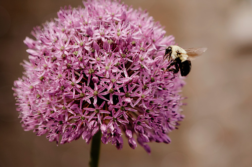 A bumblebee on an allium flower.
