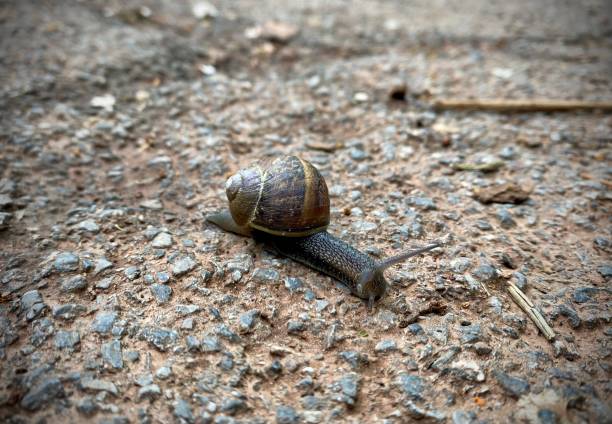 istock Snail crossing a damp tarmac path. Close up. 1489165547