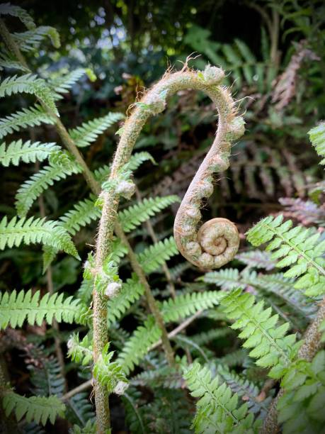 istock Fern lead unrolling, hedgerow plants. Weeds, native close up. Spring plants waking up. 1489165580