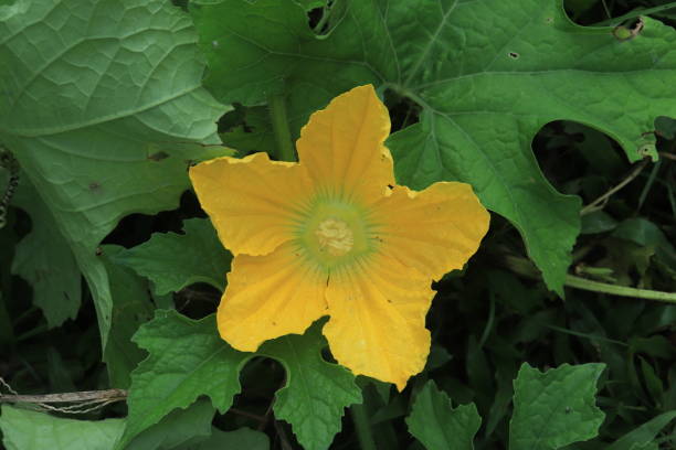 istock Blooming flowers pumpkin close. 1489166331