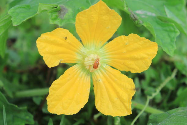 istock Blooming flowers pumpkin close. 1489166796