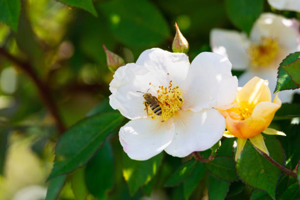Macro photography of bee on a flower