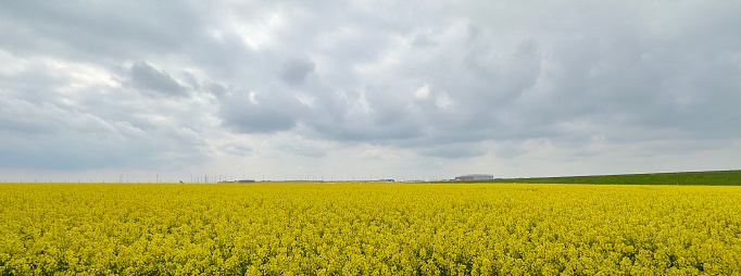 Rapeseed, rape field panorama photography. Panoramic view of agriculture culture. Sky, clouds landscape